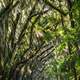 Trees arching over the road in Tallahassee, Florida