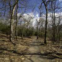 Path through the forest up to Brasstown Bald, Georgia