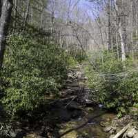 River through the forest at Anna Ruby Falls in Chattahoochee-Oconee national Forest, Georgia