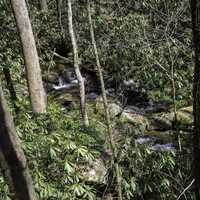 Stream through the woods in Chattahoochee-Oconee national forest, Georgia