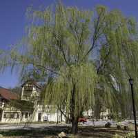 Spring Tree in front of resort in Helen, Georgia