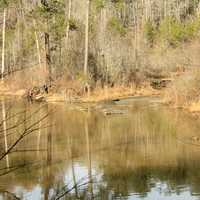 River and shoreline and landscape at High Falls State Park, Georgia