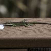 An Anole Lizard on the boardwalk