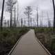 Boardwalk into the swamp in Okefenokee National Wildlife Refuge