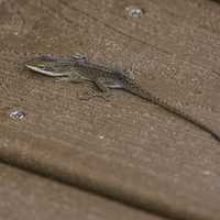 Brown Anole on the Boardwalk