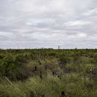 Landscape and Sky and clouds in Okefenokee National Wildlife Refuge