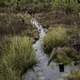 Stream in the Marsh in Okefenokee National Wildlife Refuge