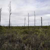 Stripped Tree landscape at Okefenokee National Wildlife Refuge