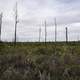 Stripped Tree landscape at Okefenokee National Wildlife Refuge