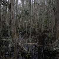 Swamp and Marsh Trees in Okefenokee National Wildlife Refuge