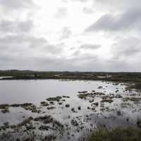 Swampy Landscape along the Chesser Island Boardwalk