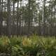 Trees and pines at Okefenokee National Wildlife Refuge