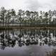 Trees and Ponds under overcast skies