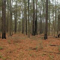 Reed Bigham State Park  Photos