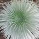 Flower bloom at Haleakala National Park, Hawaii