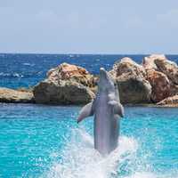 Dolphin Dancing in Hawaii