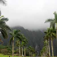 Foggy day in Tropical Hawaii