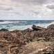 Rocky Coastline in Hawaii