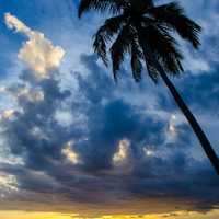 Sunset landscape and seascape with palm tree in Hawaii