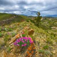 Flowers on the Mountain Ridge in Idaho