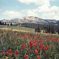 Mt. Jefferson and Indian Paintbrush Flowers Landscape