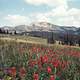 Mt. Jefferson and Indian Paintbrush Flowers Landscape