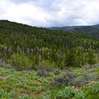 Panoramic of the forest in Caribou-Targhee National Forest