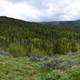 Panoramic of the forest in Caribou-Targhee National Forest