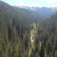 Pine tree landscapes in the Idaho Panhandle