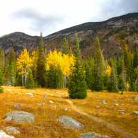Pine trees and foilage landscape