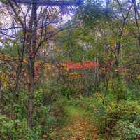 Autumn in the forst at Apple River Canyon State Park, Illinois