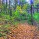 Forest scenery at Apple River Canyon State Park, Illinois