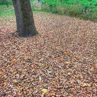 Leaves on the ground at Apple River Canyon State Park, Illinois