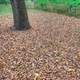 Leaves on the ground at Apple River Canyon State Park, Illinois