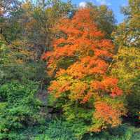 Colors of Autumn on the trees at Apple River Canyon State Park, Illinois