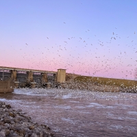 Seagulls flocking at Carlyle Dam on the Kaskaskia River