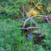 Branches in the stream at Chain O Lakes State Park, Illinois