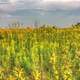 Plants under the sky at Chain O Lakes State Park, Illinois