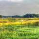 Wetlands at Chain O Lakes State Park, Illinois