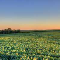 Across the field at Charles Mound, Illinois