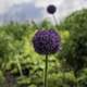 Purple Flower in the Chicago Botanical Gardens