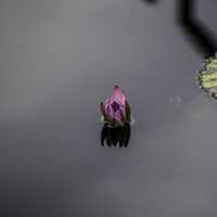 Purple Water Lily Flowers