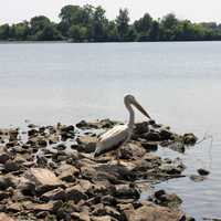 Pelican at Horseshoe Lake State Park, Illinois