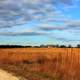 Orange fields at Illinois Beach State Park, Illinois