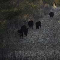 Cow Livestock on the Farm