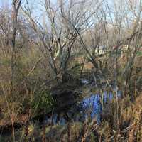 Creek and falling trees at Rock Cut State Park, Illinois