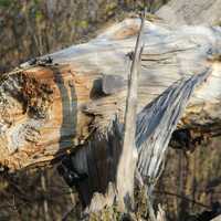 Fallen Trees at Rock Cut State Park, Illinois