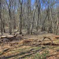 Woods at Sangchris Lake State Park, Illinois