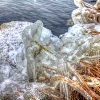 Iced plants at Shabbona Lake State Park, Illinois