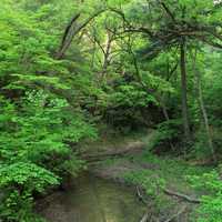 Into Wildcat Canyon in Starved Rock State Park, Illinois